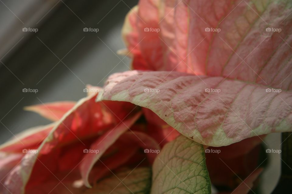 Flowers, poinsettias, pink, holidays 