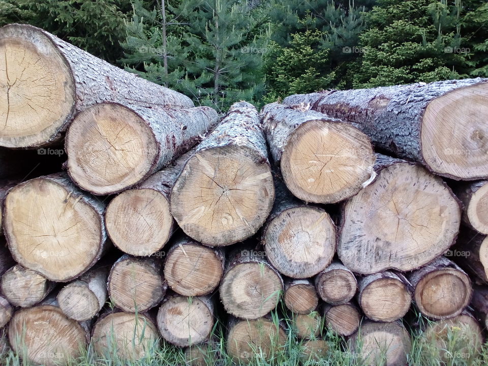 texture and background from wood in Forest