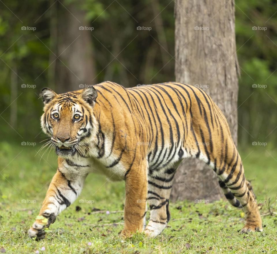 THE TIGER QUEEN! 👑