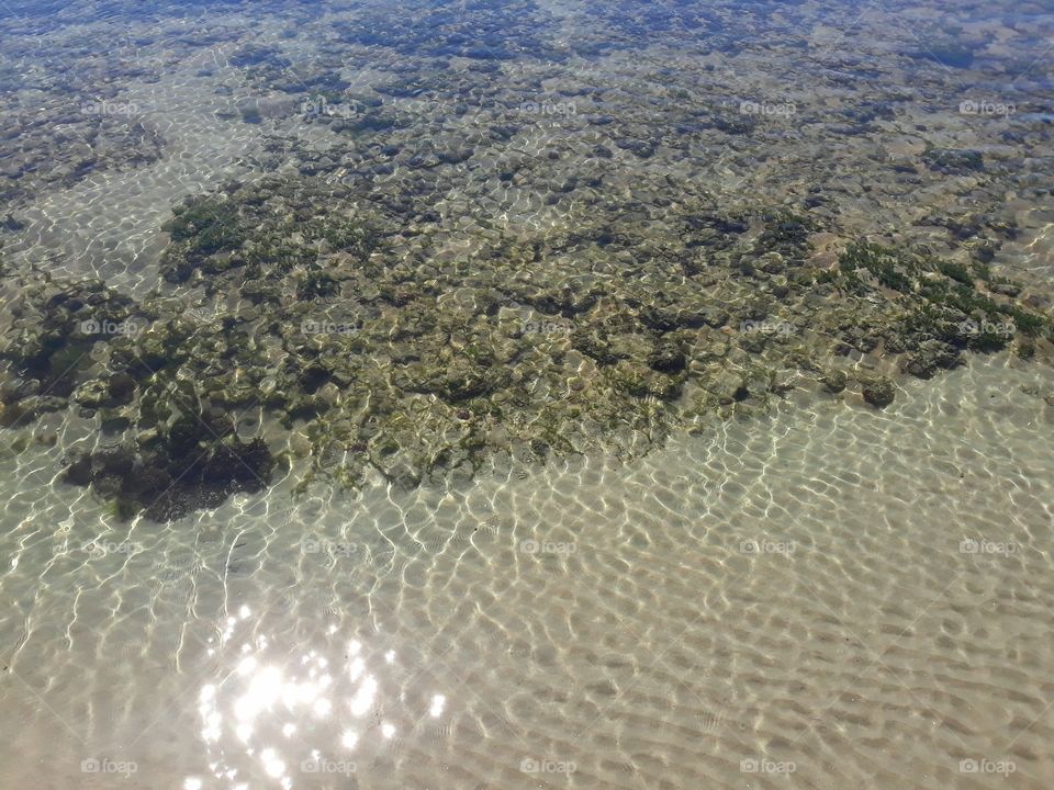 Corals of the beach of Paiva in Pernambuco, Brazil.