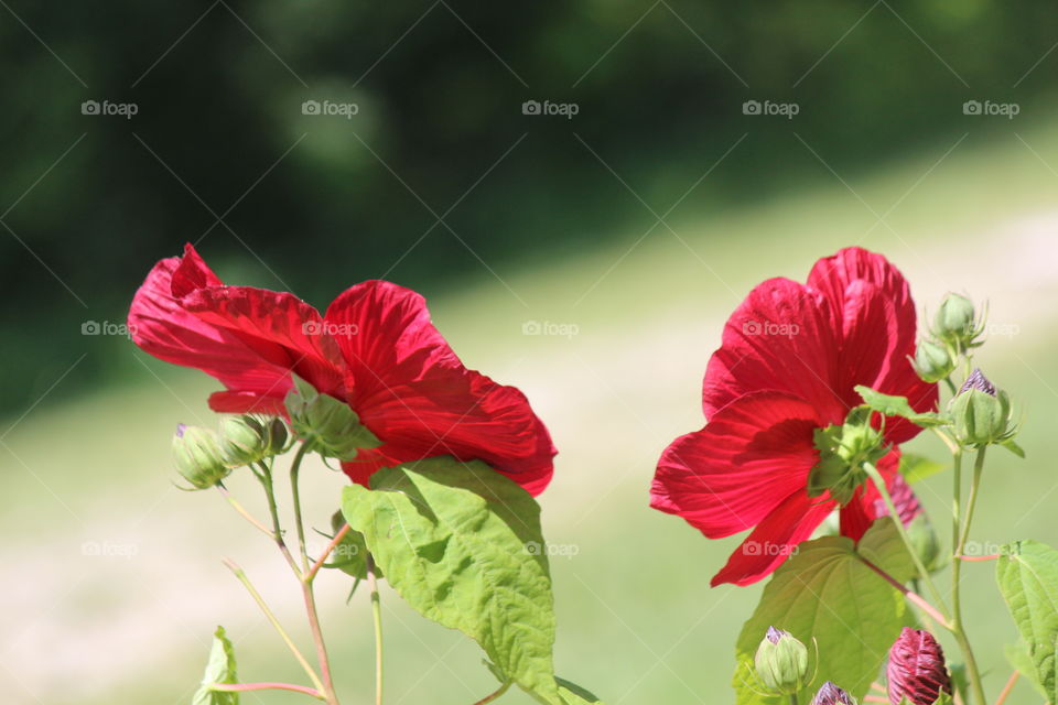 Red Hibiscus in full bloom, summertime in Michigan