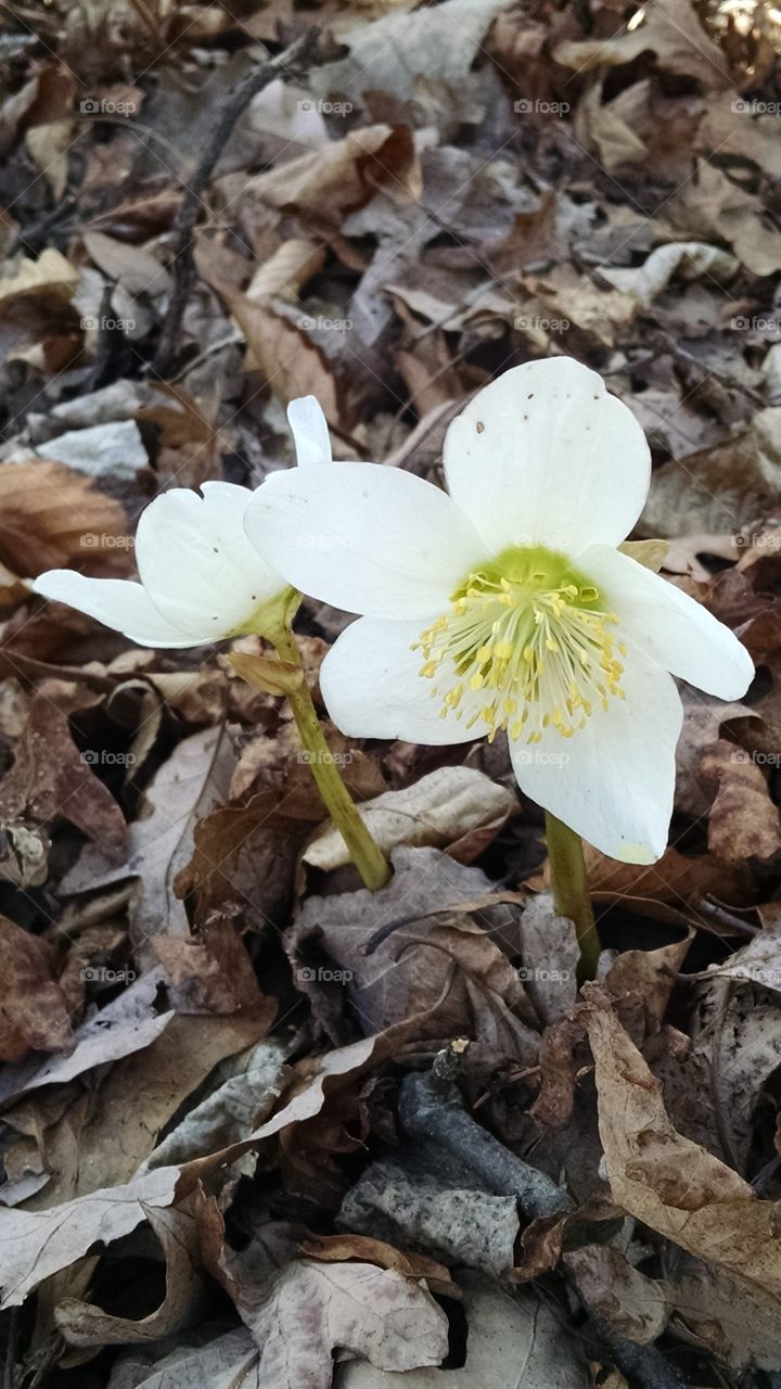 white wild flowers. spring has sprung