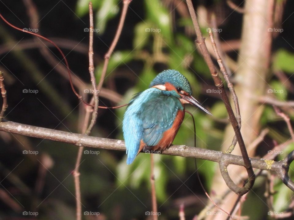 A kingfisher at the river 