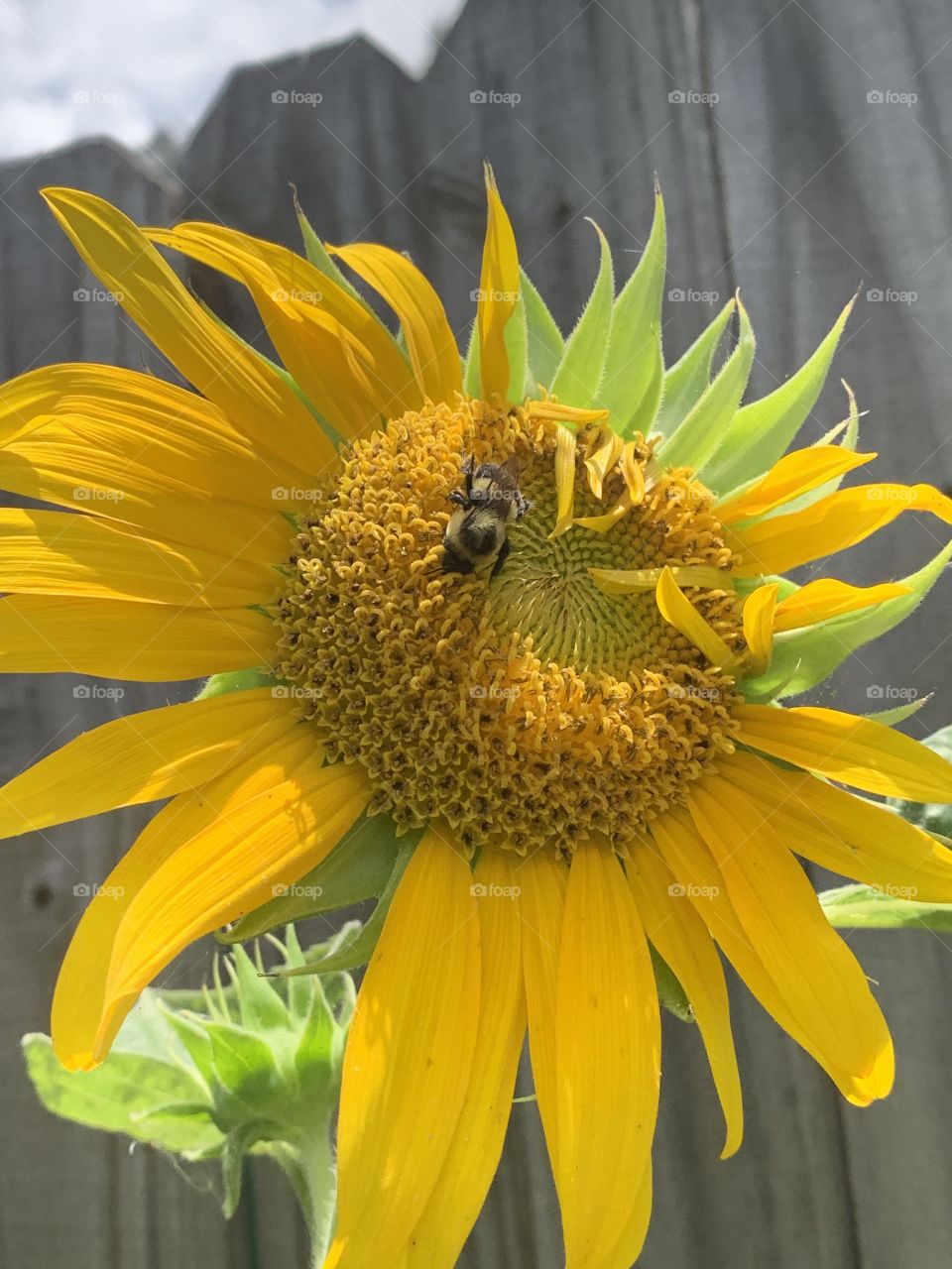 Bee mine summertime!