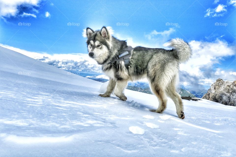 Puppy ascent the summit