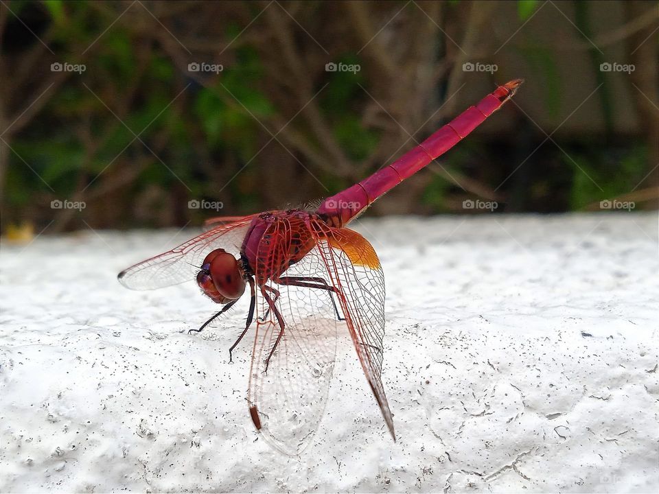 A beautiful red dragonfly.