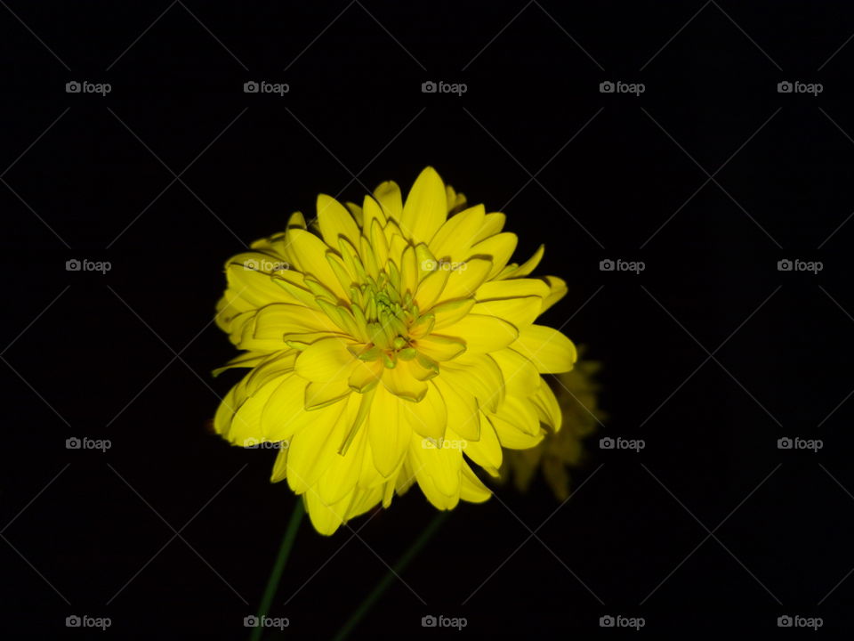Yellow flower in the night