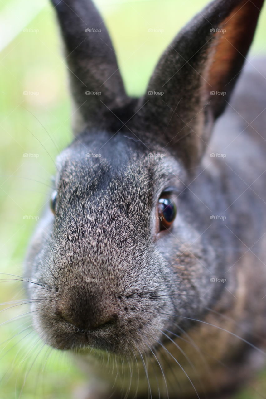 Bugsy the Bunny