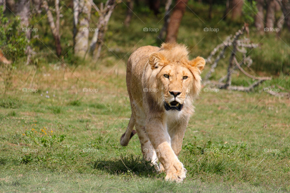 A young male lion walking towards the camera