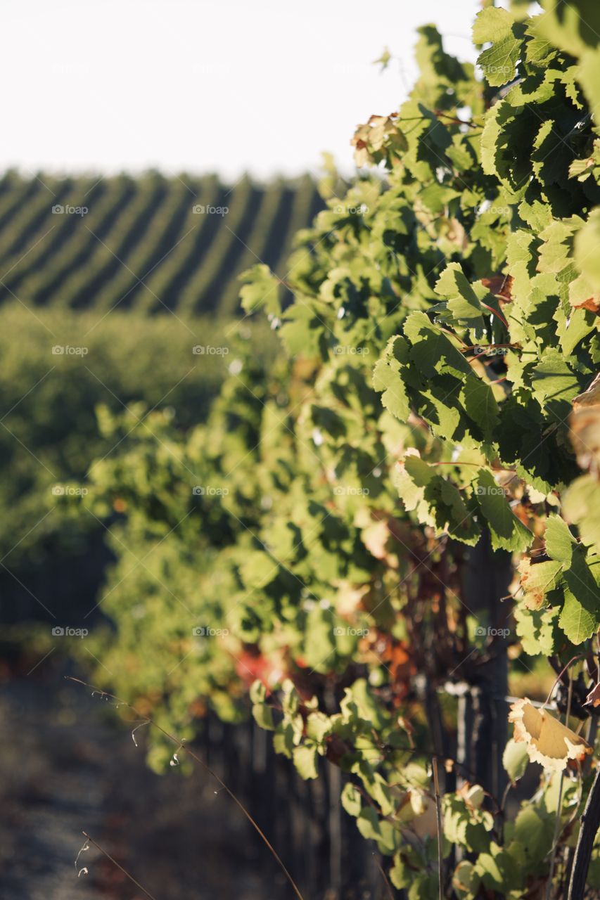 Vineyard in Europe 