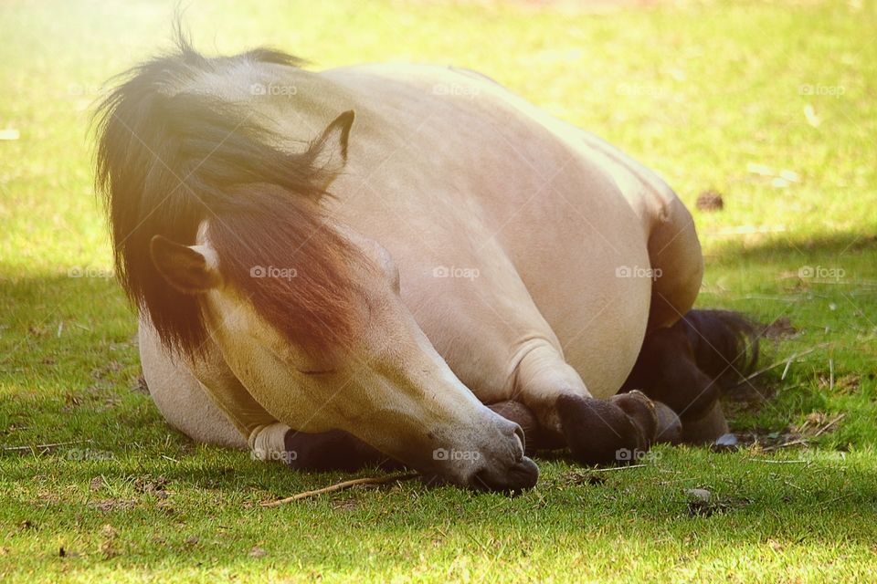 Tired horse. A horse sleeping in the grass