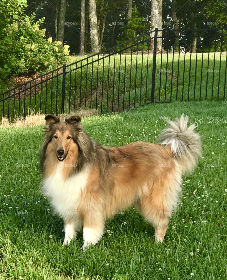 Collie in the green grass 