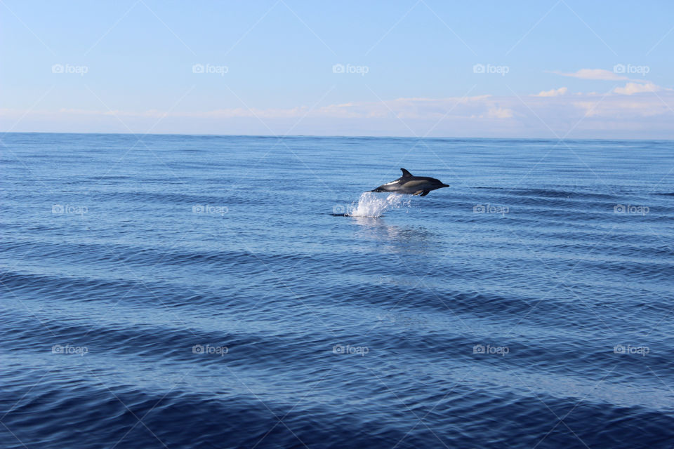 vacation dolphin azores sealife by ravanti