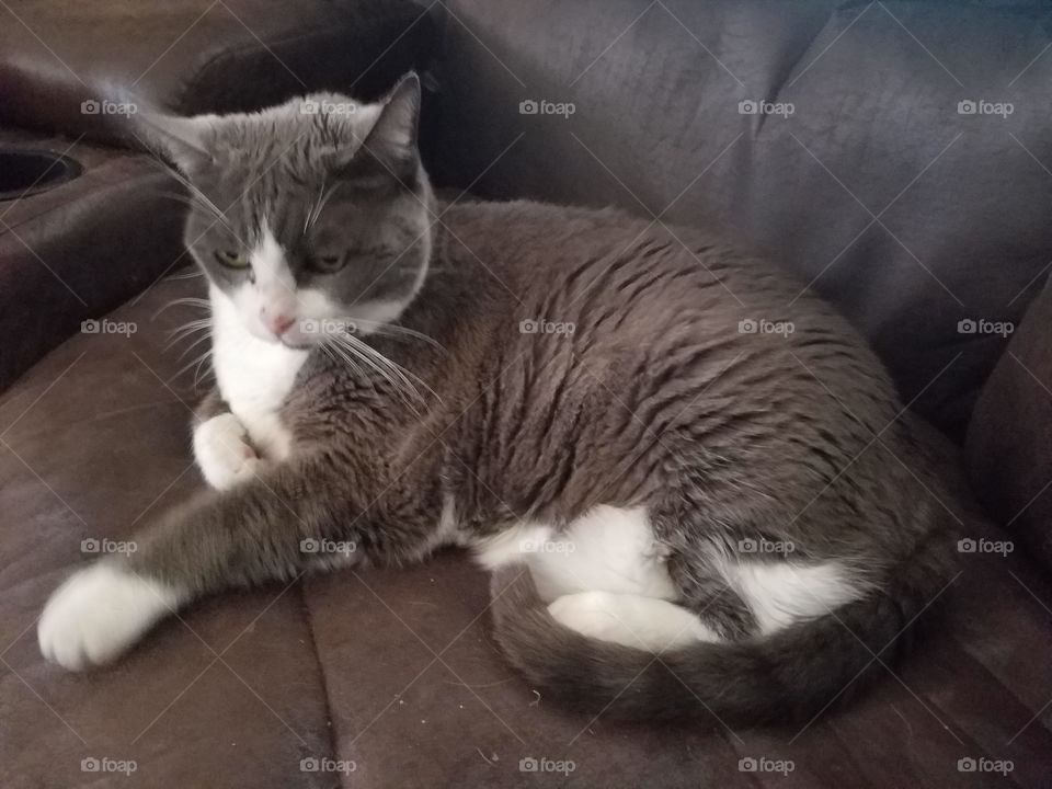 Cat Relaxing