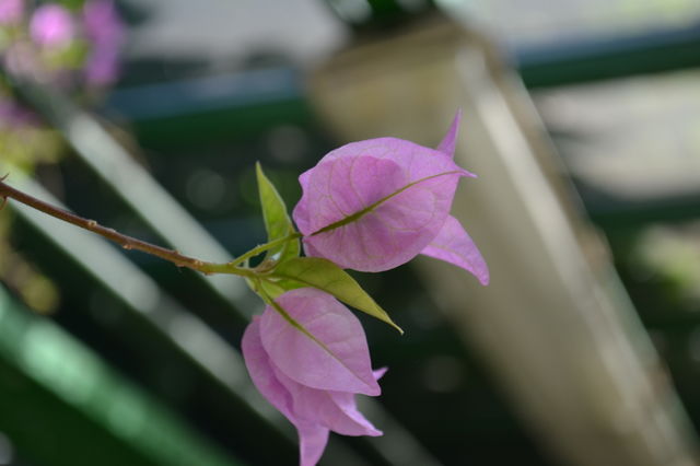 closeup flower