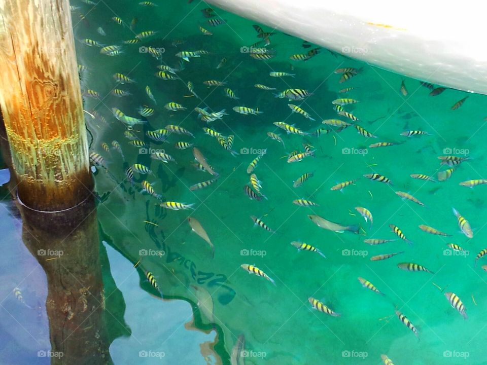 Bahamas
Colorful fishes in the ocean