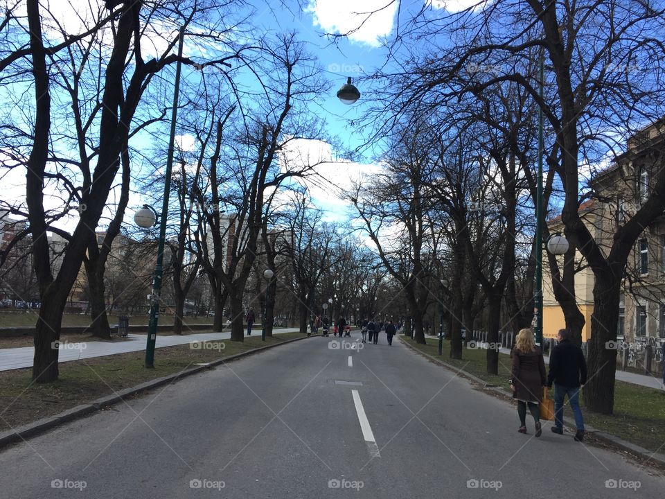 Road, Tree, Landscape, Guidance, Environment