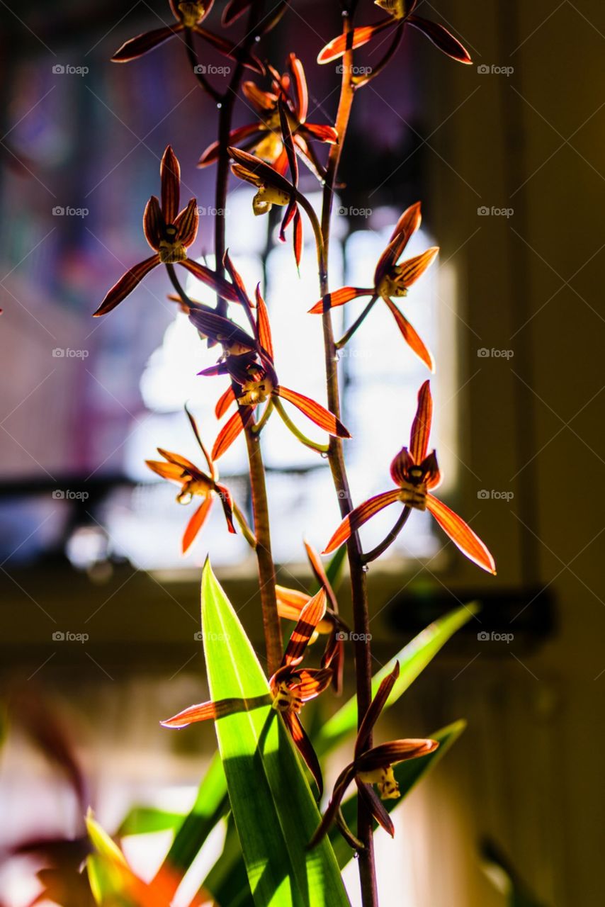 No Person, Flower, Nature, Leaf, Summer