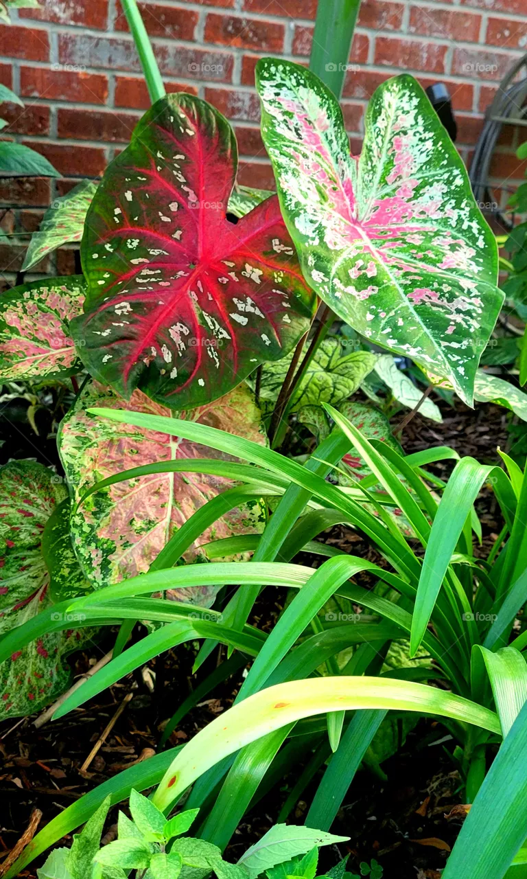shady garden love