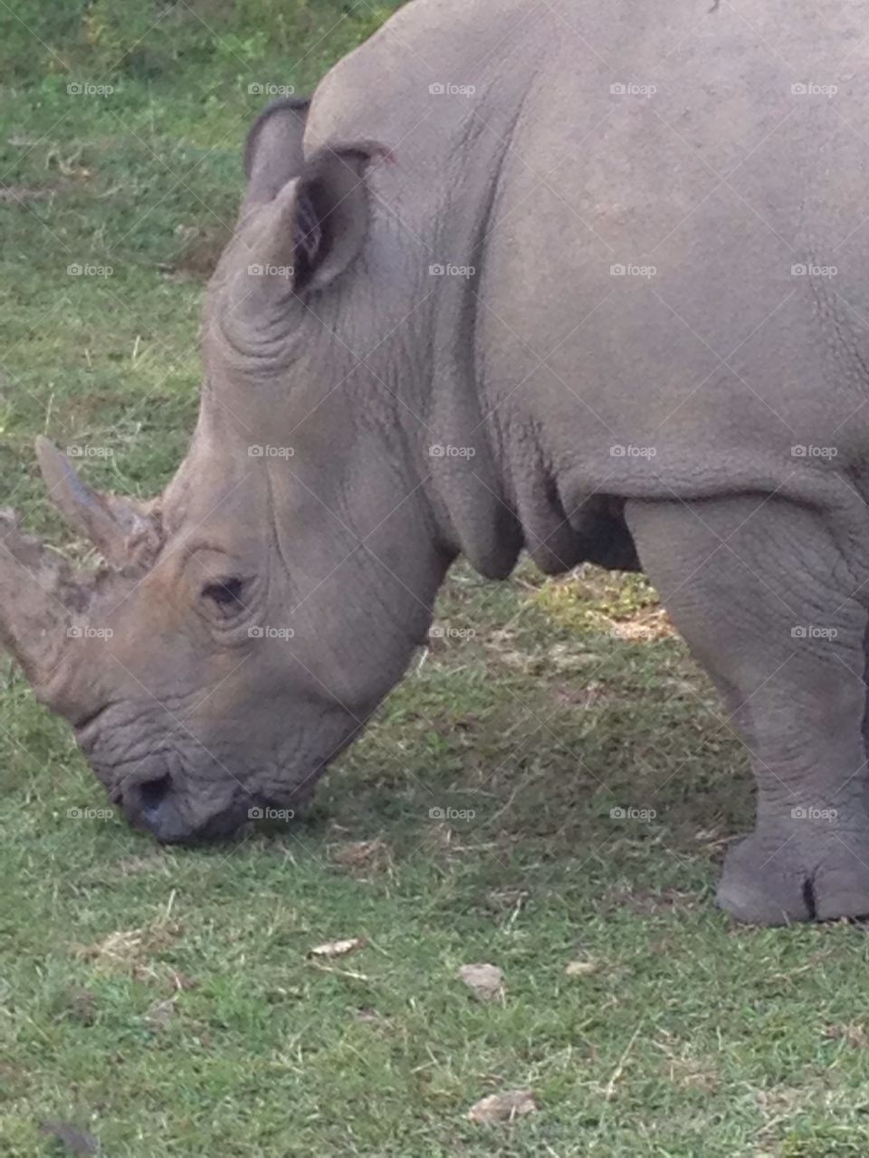 Rhino