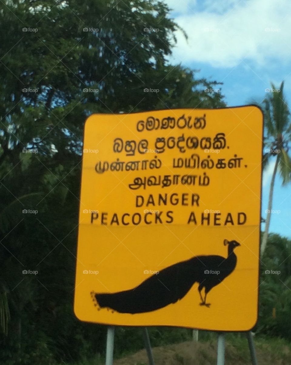 Peacock crossing Sri Lanka 