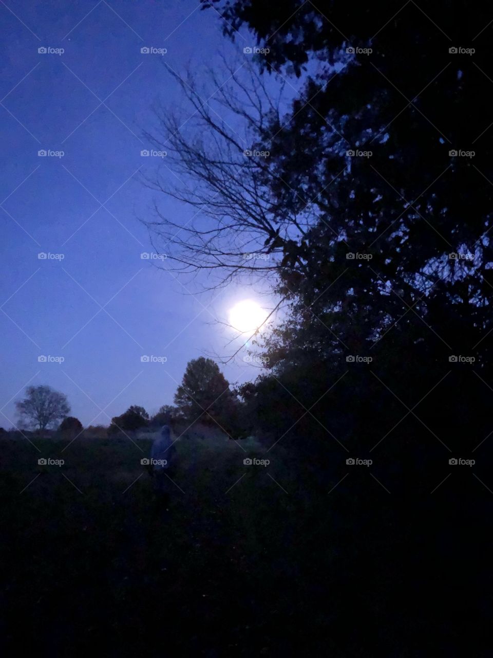 A moonlit walk in the evening.