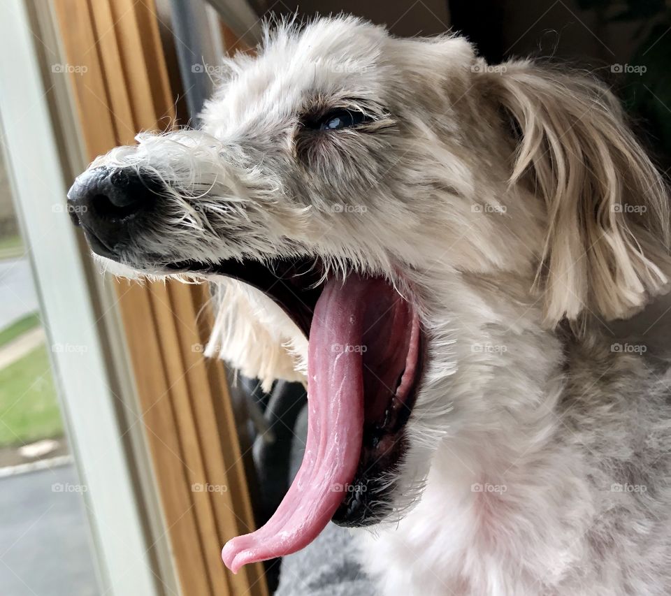 Old dog with a long tongue yawning