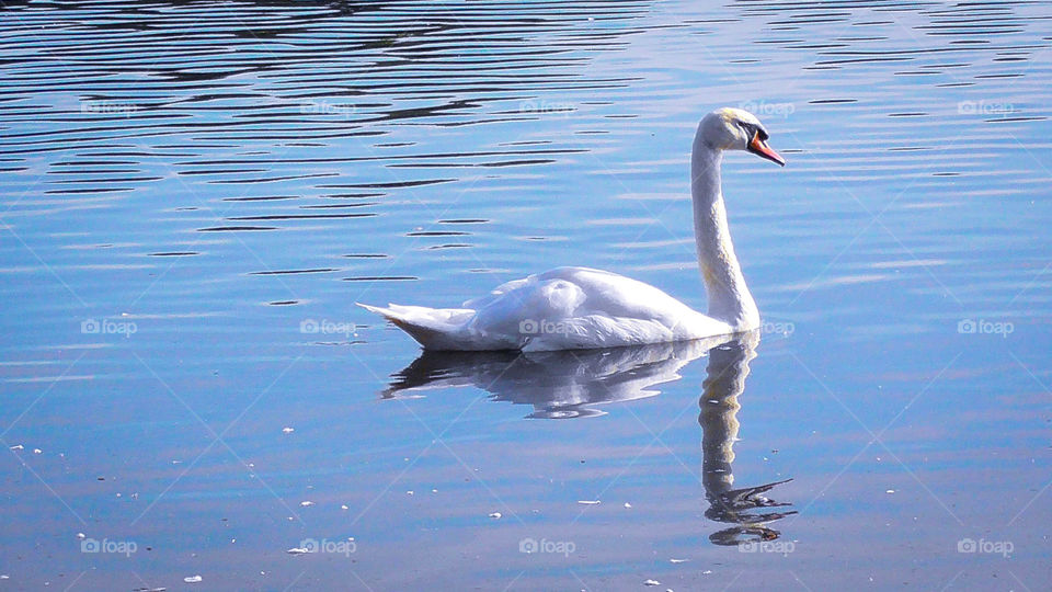 Swan