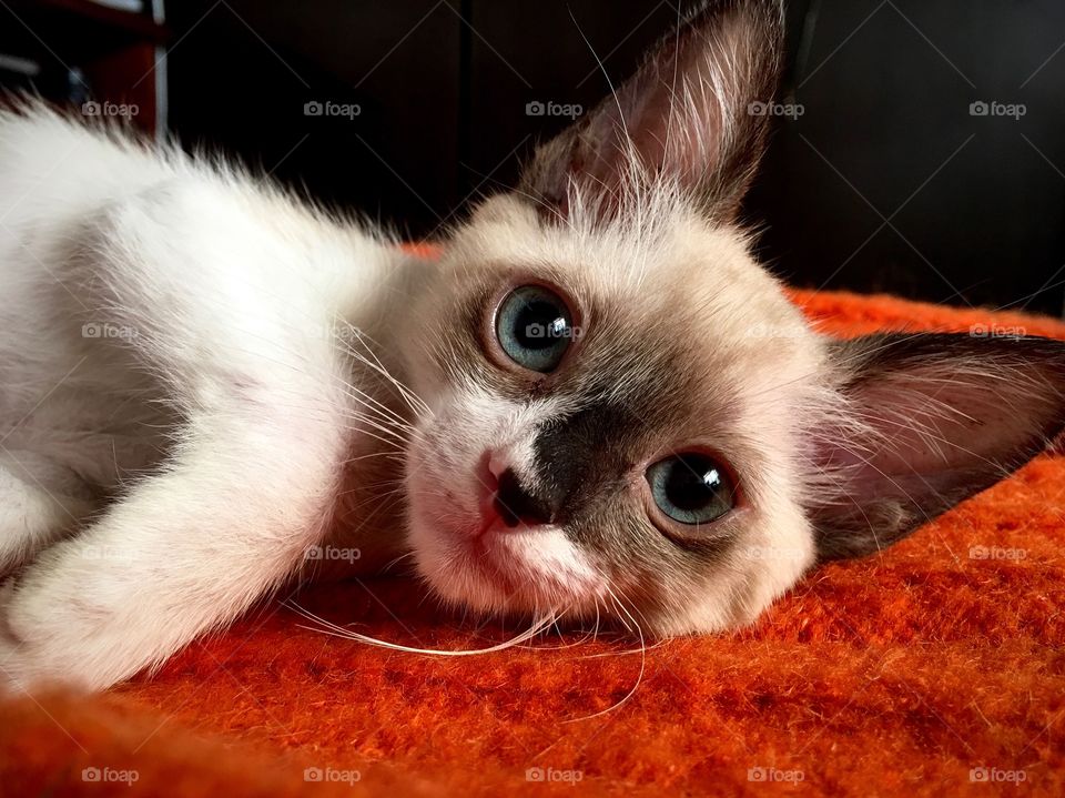 Observando fijamente la cámara, tiernos ojos azules, quien diría que contrasta tan bien con su cobija favorita.