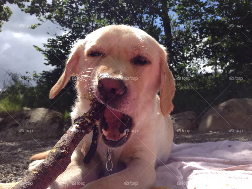 Stick chew 