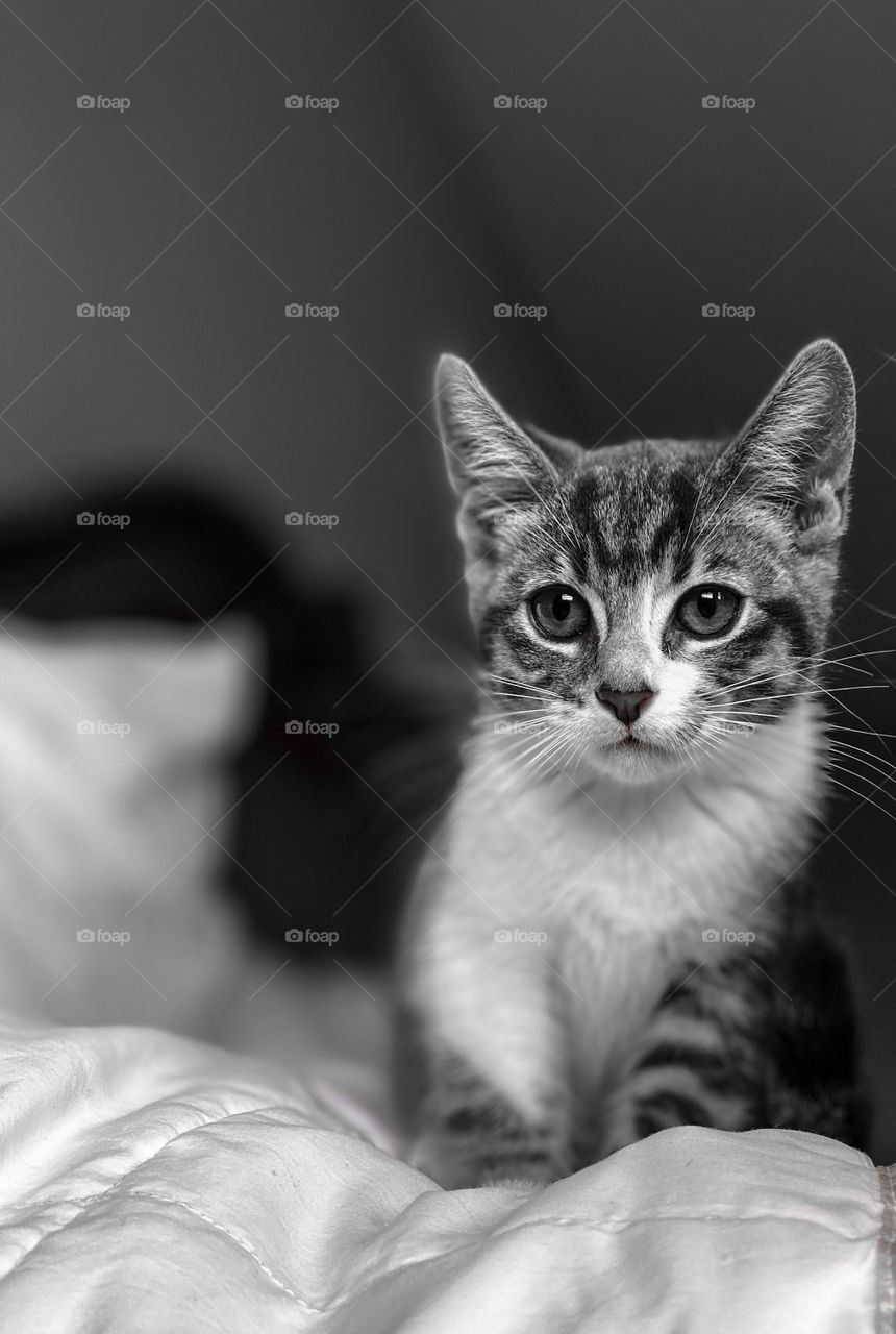 Black and white photography of a cute kitty cat sitting on a bed 