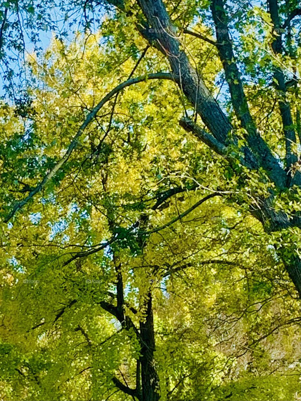 Yellow leaves 