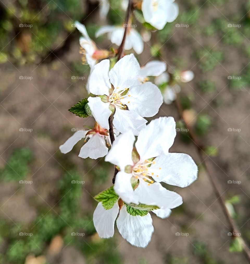 Cherry blossom branch