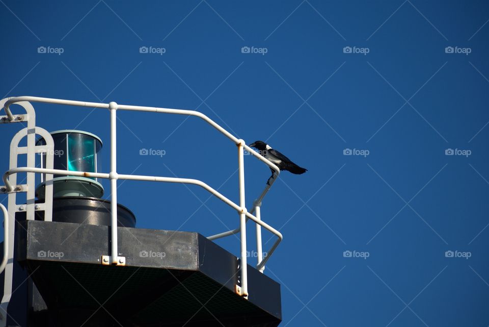 The Light House And A Pied Crow