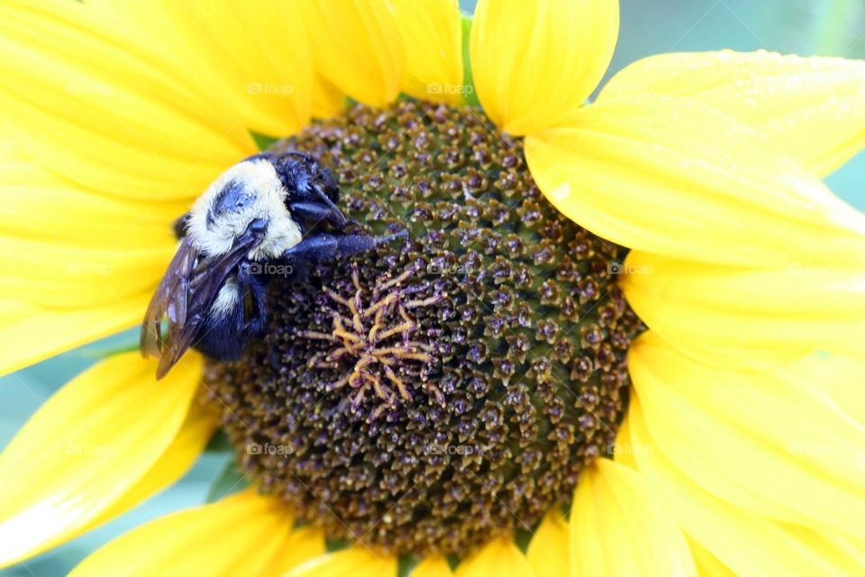 Bee on sunflower