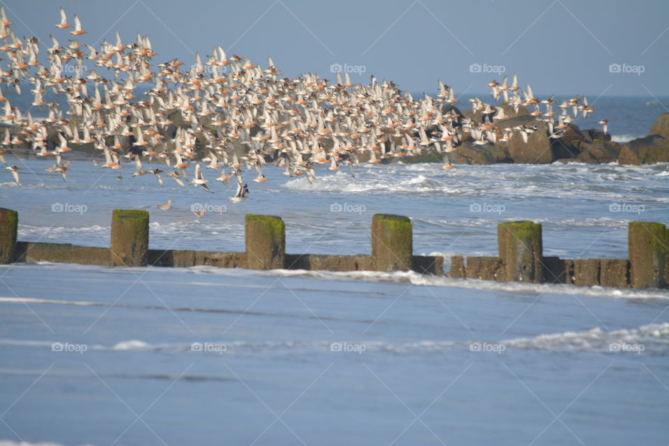 Flock of Red Knots