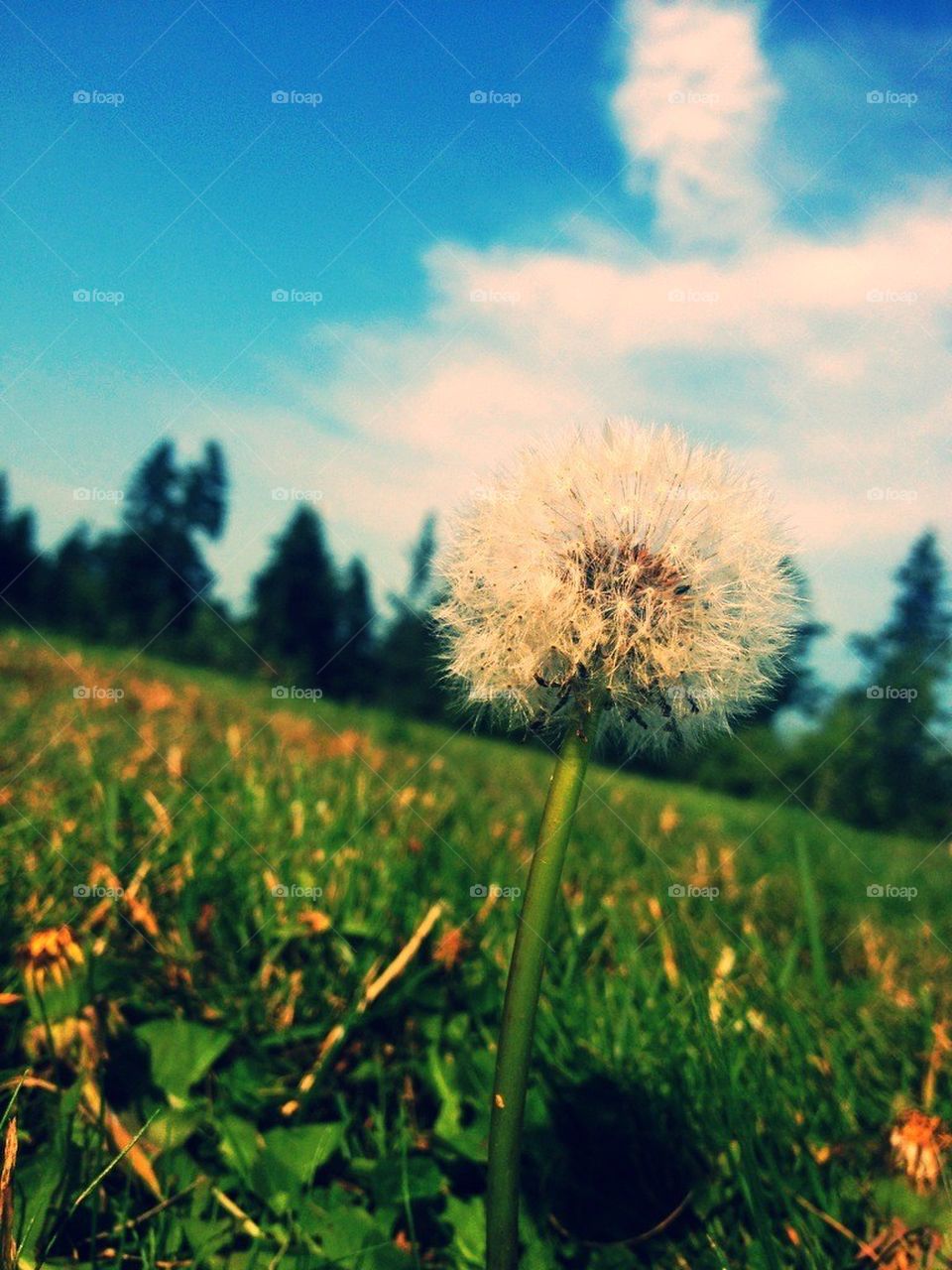 Make a wish
