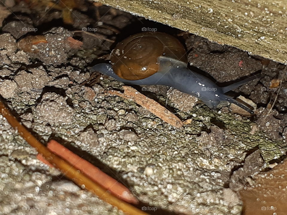 Snail Nightlife