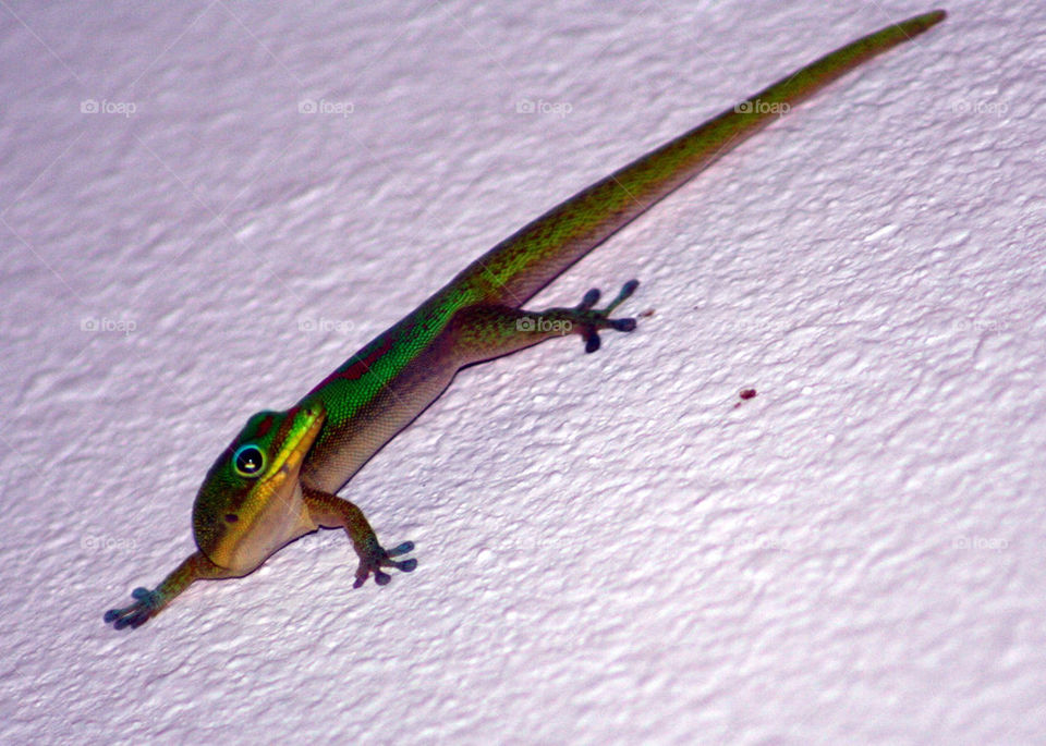 happy lizard reptile hawaii by mmcook