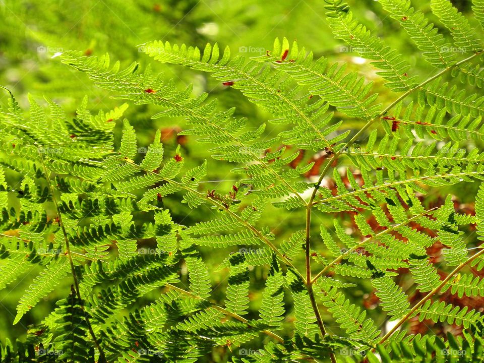 fern bush