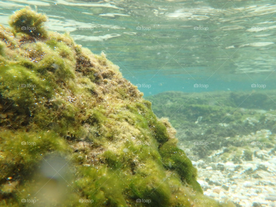 sea deep under. sea below the surface,underwater photo.