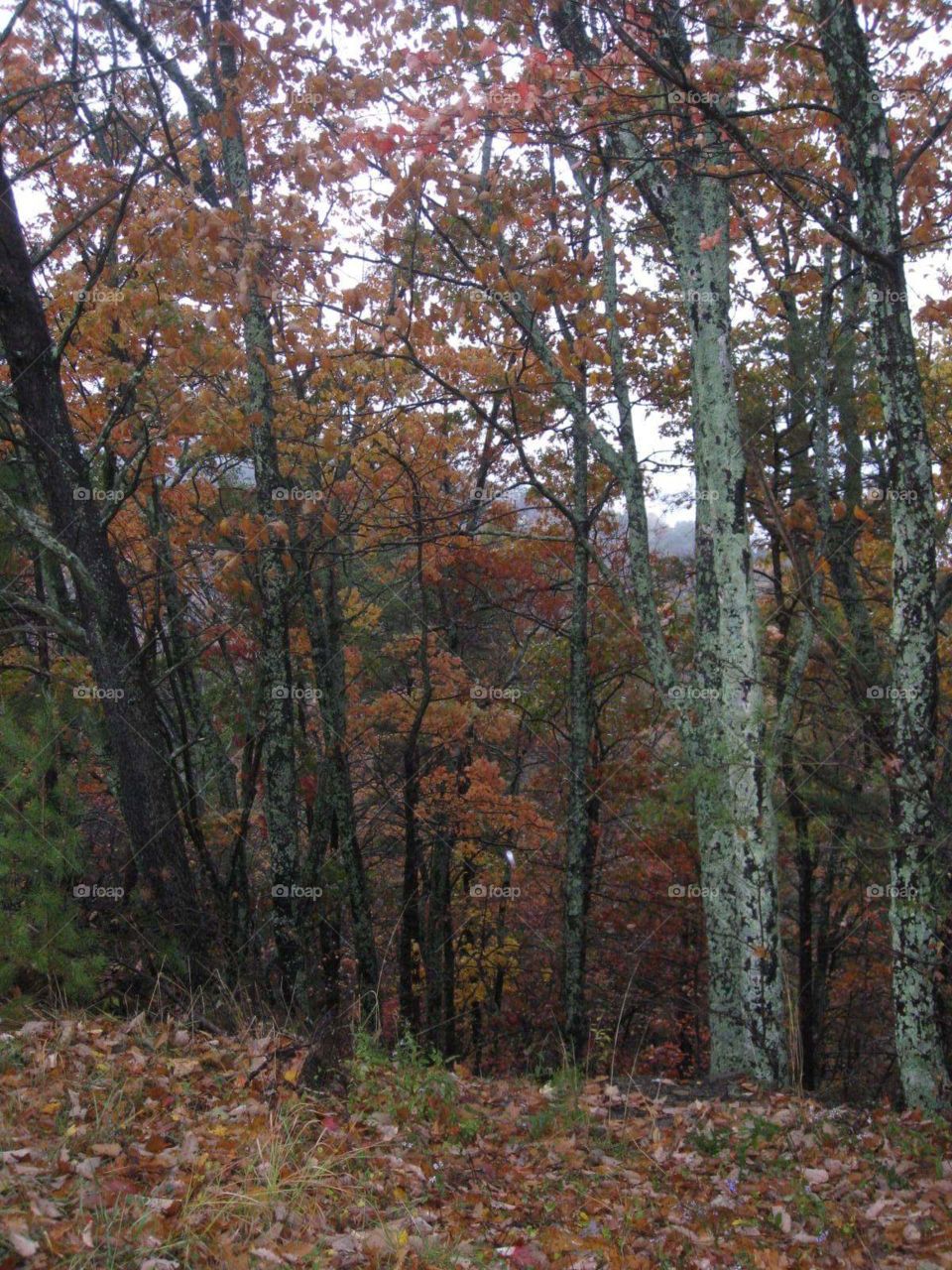 Fall, Leaf, Tree, Wood, Landscape