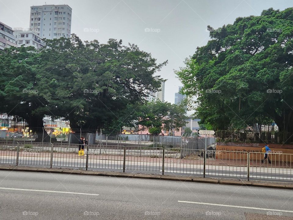 Over a hundred years old trees are still growing and protecting them in the area which is going to be a constructed area very soon.