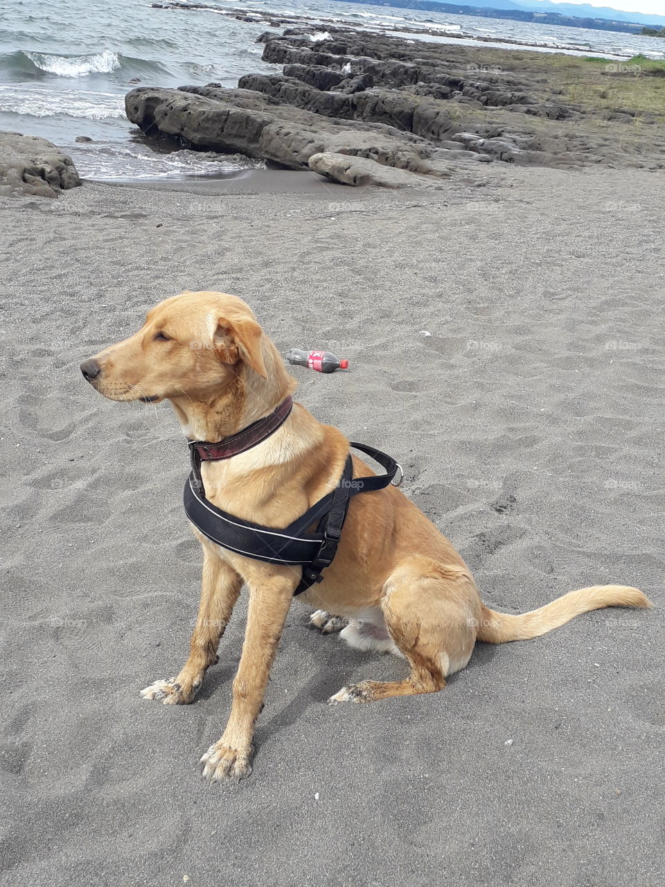 jack disfrutando la playa