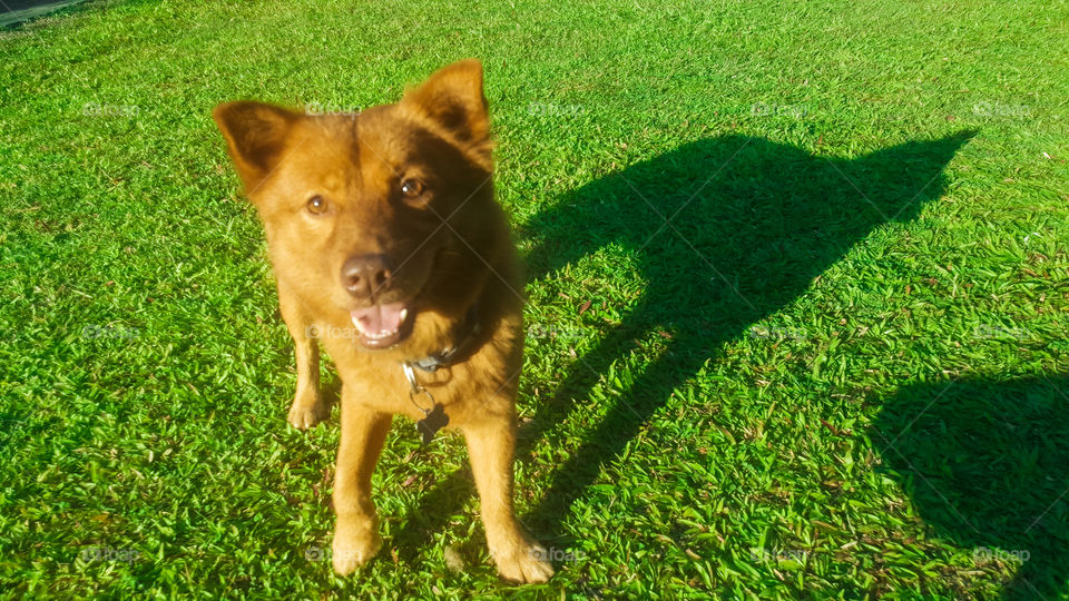 A dog that randomly appeared out of nowhere. It turns out he is a pet of one of the homeowners in the village.

Location: Antipolo City