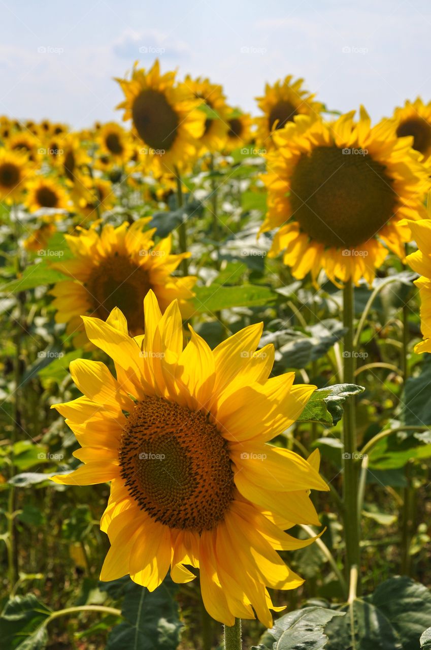 sunflowers in the fields