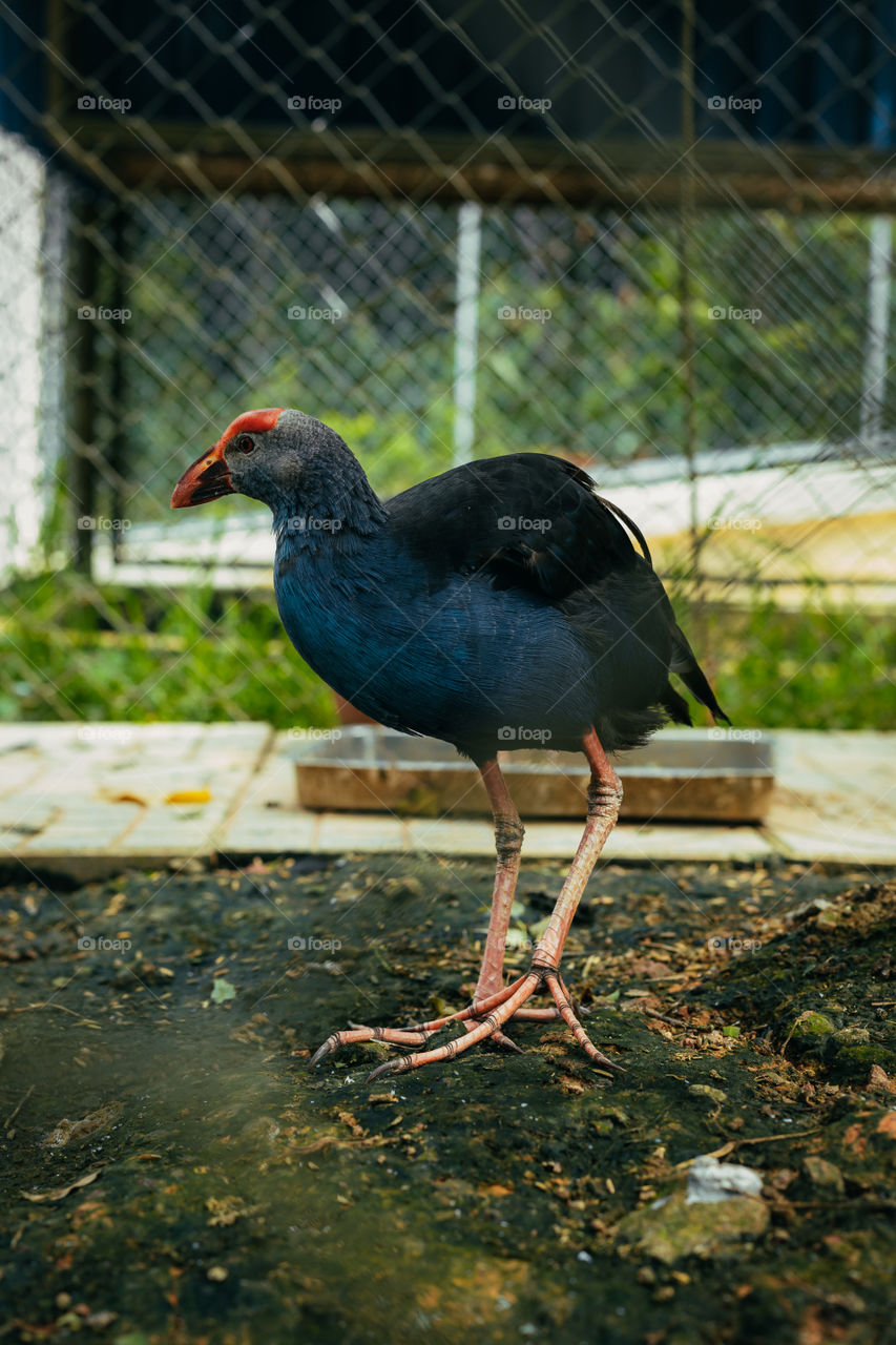 pheasant bird at the zoo