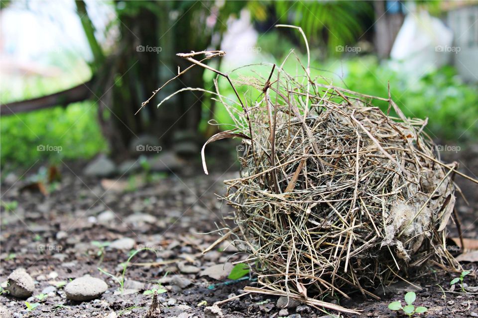 birds nest in the ground. saw this birds nest fall to the ground because of the strong wind