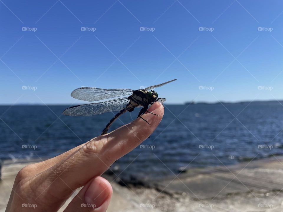 a dragonfly sits on arm