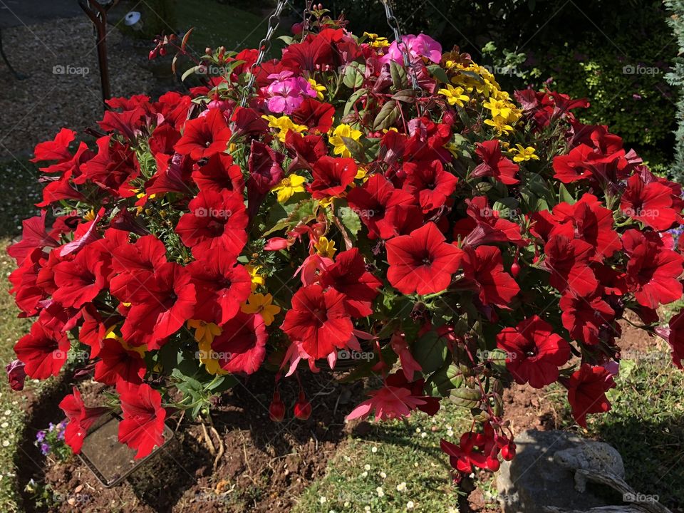 A most beautiful hanging basket, purchased from a famous gardens in East Devon in the UK.